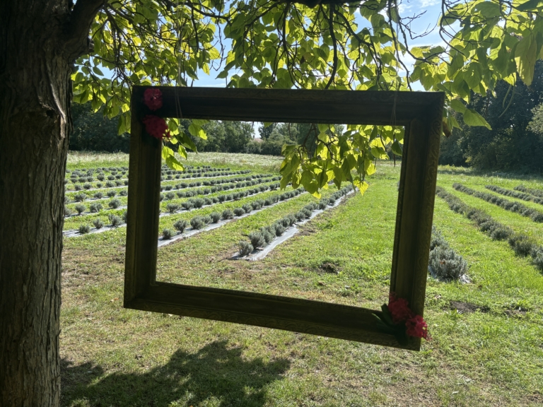 Levendulamező az esküvőn